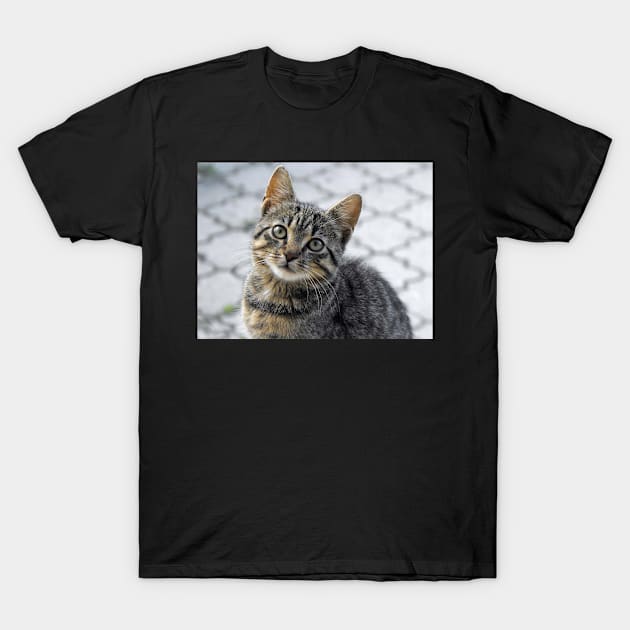 Cat Looking Upward T-Shirt by kawaii_shop